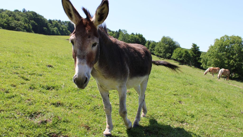 Denver auf der Weide